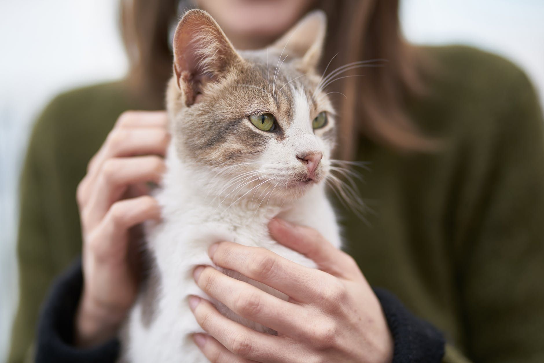 Inilah Cara Menjaga Berat Badan Ideal Kucing Agar Tidak Kegemukan